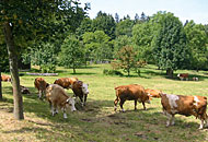 Bauernhof Urlaub Bayern